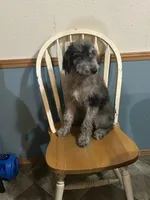 Oreo, a female Goldendoodle and Labradoodle for sale in Cheraw, SC – Photo 3 of 6