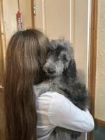 Oreo, a female Goldendoodle and Labradoodle for sale in Cheraw, SC – Photo 4 of 6