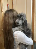 Oreo, a female Goldendoodle and Labradoodle for sale in Cheraw, SC – Photo 6 of 6