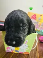 Green, a female Double Doodle for sale in Cheraw, SC – Photo 2 of 10