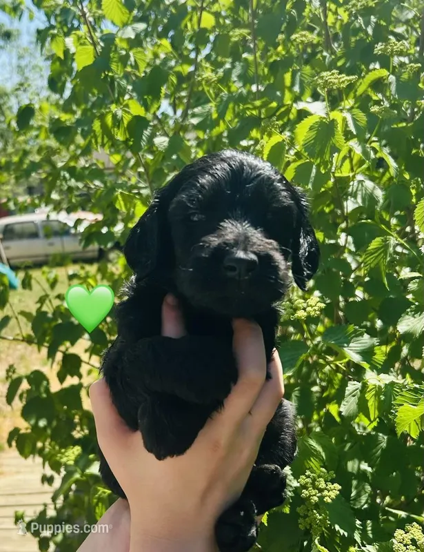Green – Double Doodle puppy for sale in Cheraw, SC