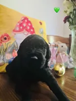 Green, a female Double Doodle for sale in Cheraw, SC – Photo 4 of 10