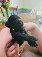 Green, a female Double Doodle for sale in Cheraw, SC – Photo 3 of 10