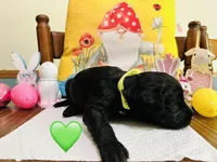 Green, a female Double Doodle for sale in Cheraw, SC – Photo 8 of 10