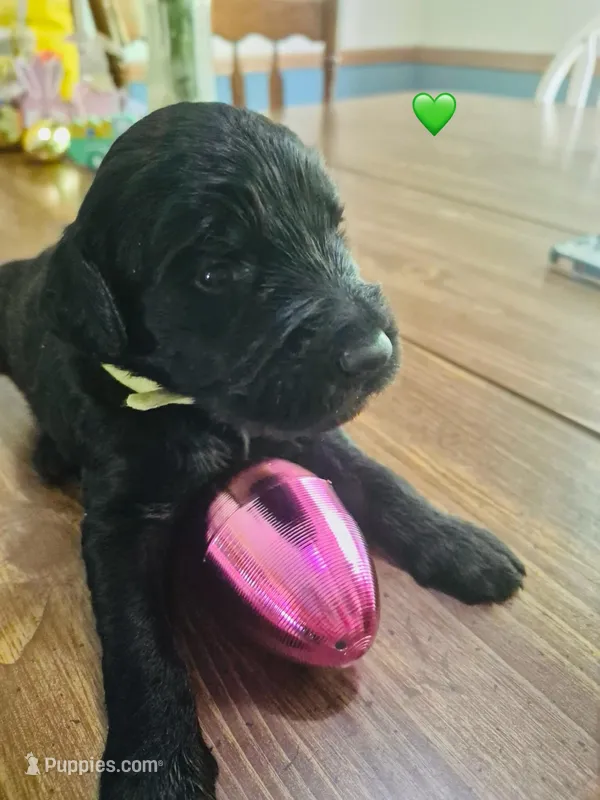 Green – Double Doodle puppy for sale in Cheraw, SC