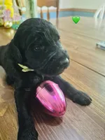 Green, a female Double Doodle for sale in Cheraw, SC – Photo 1 of 10