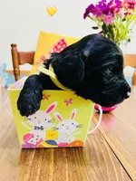 Green, a female Double Doodle for sale in Cheraw, SC – Photo 9 of 10