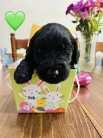 Green, a female Double Doodle for sale in Cheraw, SC – Photo 10 of 10