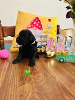 Green, a female Double Doodle for sale in Cheraw, SC – Photo 7 of 10