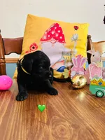 Green, a female Double Doodle for sale in Cheraw, SC – Photo 6 of 10