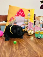 Green, a female Double Doodle for sale in Cheraw, SC – Photo 5 of 10