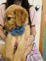  Pikachu, a male Goldendoodle for sale in Cheraw, SC – 4 of 8