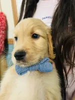  Pikachu, a male Goldendoodle for sale in Cheraw, SC – 6 of 8