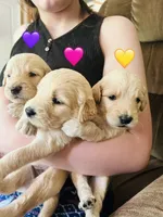Pink, a female Goldendoodle for sale in Cheraw, SC – 2 of 5