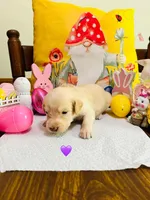 Purple, a female Double Doodle for sale in Cheraw, SC – Photo 3 of 6