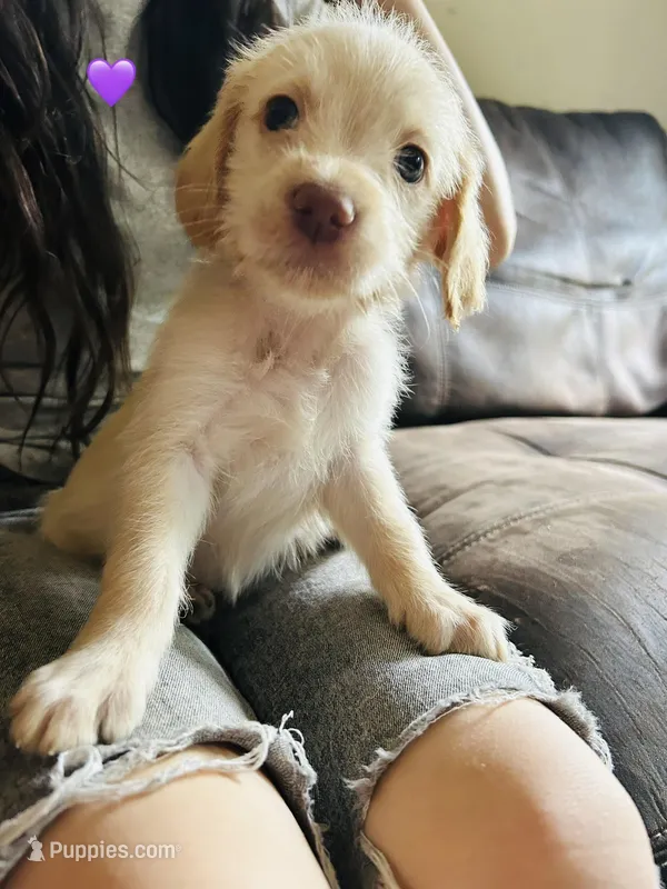 Purple – Double Doodle puppy for sale in Cheraw, SC