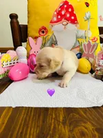 Purple, a female Double Doodle for sale in Cheraw, SC – Photo 4 of 6