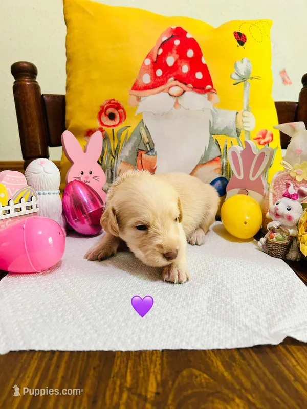 Purple – Double Doodle puppy for sale in Cheraw, SC