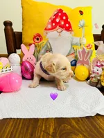 Purple, a female Double Doodle for sale in Cheraw, SC – Photo 2 of 6