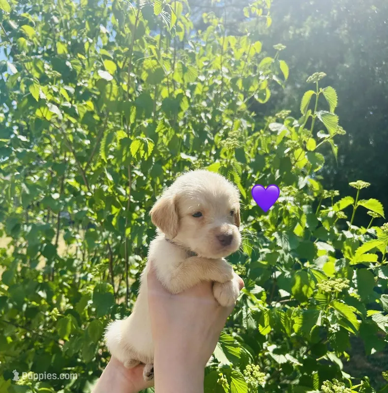 Purple – Double Doodle puppy for sale in Cheraw, SC