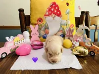 Purple, a female Double Doodle for sale in Cheraw, SC – Photo 5 of 6