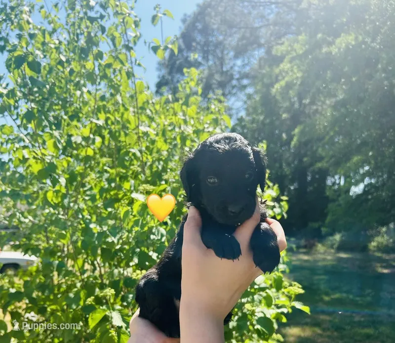 Yellow – Double Doodle puppy for sale in Cheraw, SC