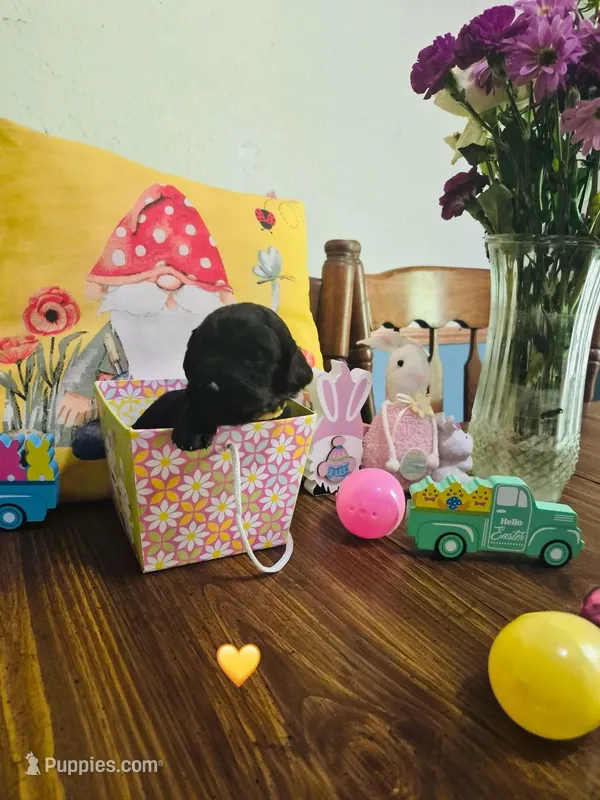 Yellow – Double Doodle puppy for sale in Cheraw, SC