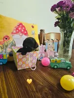 Yellow, a male Double Doodle for sale in Cheraw, SC – Photo 1 of 6