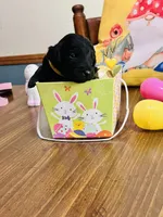 Yellow, a male Double Doodle for sale in Cheraw, SC – Photo 4 of 6