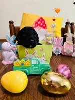 Yellow, a male Double Doodle for sale in Cheraw, SC – Photo 3 of 6