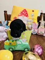 Yellow, a male Double Doodle for sale in Cheraw, SC – Photo 6 of 6