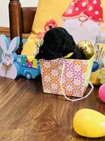 Yellow, a male Double Doodle for sale in Cheraw, SC – Photo 5 of 6