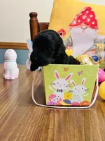 Yellow, a male Double Doodle for sale in Cheraw, SC – Photo 2 of 6