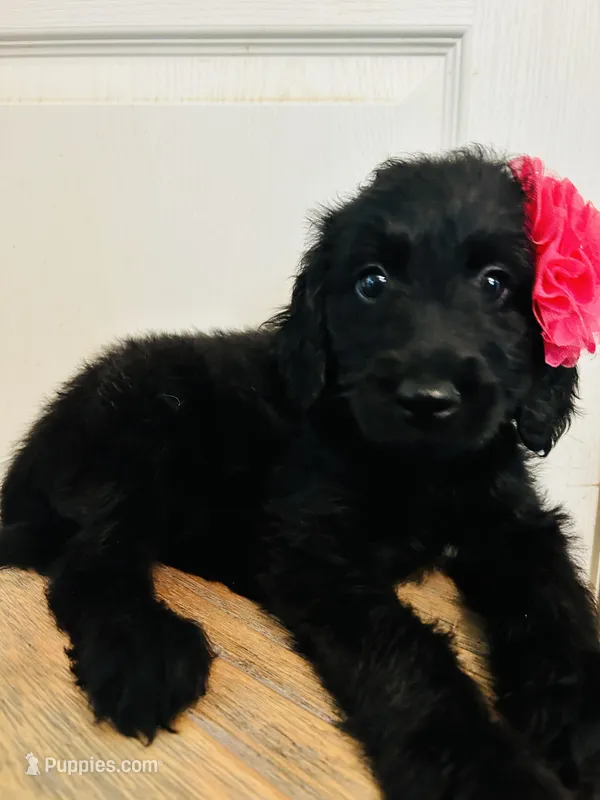 Pink – Goldendoodle puppy for sale in Cheraw, SC