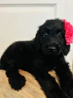 Pink, a female Goldendoodle for sale in Cheraw, SC – 1 of 9