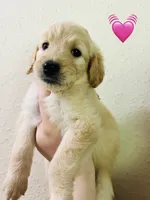 Pink, a female Goldendoodle for sale in Cheraw, SC – 4 of 5
