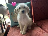 Pink, a female Double Doodle for sale in Cheraw, SC – 3 of 3