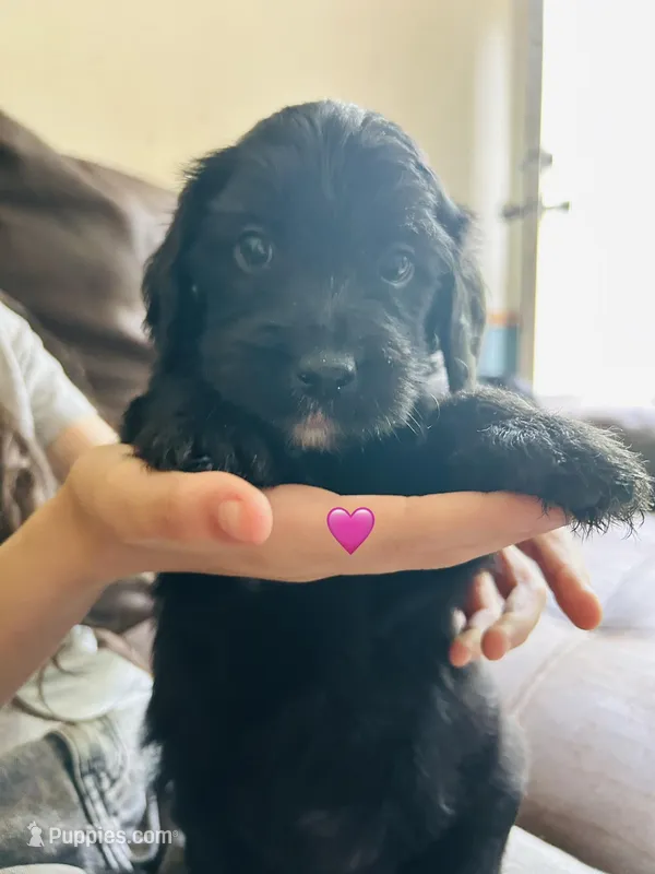 Pink – Double Doodle puppy for sale in Cheraw, SC