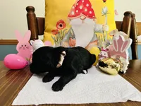 Pink, a female Double Doodle for sale in Cheraw, SC – Photo 8 of 10