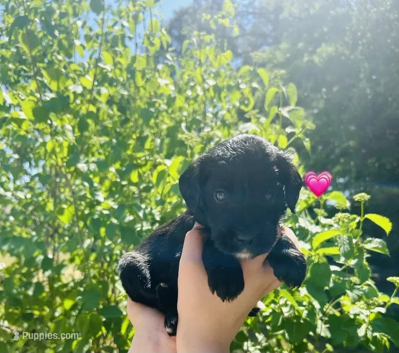 Pink – Double Doodle puppy for sale in Cheraw, SC