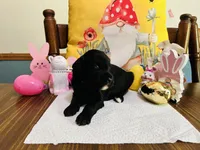 Pink, a female Double Doodle for sale in Cheraw, SC – Photo 10 of 10