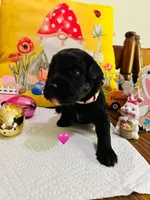 Pink, a female Double Doodle for sale in Cheraw, SC – Photo 2 of 10