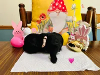 Pink, a female Double Doodle for sale in Cheraw, SC – Photo 5 of 10