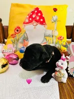 Pink, a female Double Doodle for sale in Cheraw, SC – Photo 4 of 10