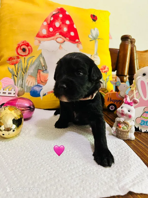 Pink – Double Doodle puppy for sale in Cheraw, SC