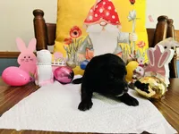 Pink, a female Double Doodle for sale in Cheraw, SC – Photo 9 of 10