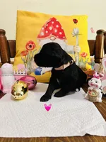 Pink, a female Double Doodle for sale in Cheraw, SC – Photo 6 of 10