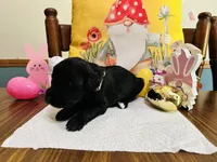 Pink, a female Double Doodle for sale in Cheraw, SC – Photo 7 of 10