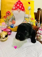 Pink, a female Double Doodle for sale in Cheraw, SC – Photo 3 of 10