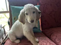 Black, a male Double Doodle for sale in Cheraw, SC – 3 of 3